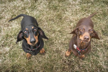 Büyük kahverengi Dachshund köpeği tarlada kameraya bakıyor. İkisi de yavru köpek gözleriyle.