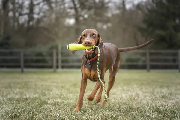 Sprizsla dog - cross between a Vizsla and a Springer Spaniel - on a run with his toy and running directly at the camera in a field