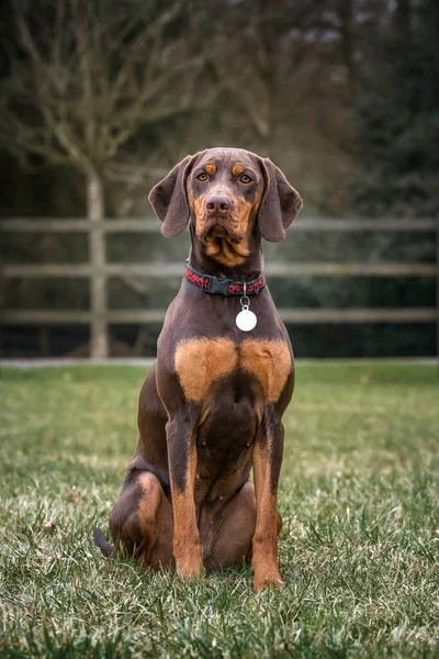 Sprizsla köpeği - bir Vizsla ile Springer Spaniel 'in kesiştiği yerde - bir portre biçiminde kameraya bakıyor.