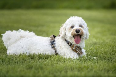 Krem beyaz bihonpoo köpeği - Bichon Frise Kaniş haçı - çimlerin üzerine uzanmış kameraya bakıyordu.