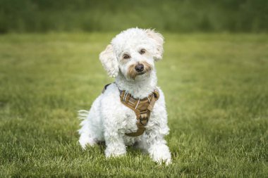 Krem beyaz bihonpoo köpeği - Bichon Frise Fino çapraz - bir tarlada kameraya doğrudan bakan bir baş eğik ile