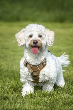 Krem beyazı Bichonpoo köpeği - Bichon Frise Kaniş haçı - bir tarlada duruyor - doğrudan kameraya bakıyor çok mutlu görünüyor