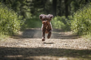 Kahverengi Sprockapoo köpeği - Springer Cocker Kaniş çapraz - ormanda Tazmanya canavarı gibi koşan çılgın görünümlü