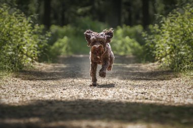 Kahverengi Sprockapoo köpeği - Springer Cocker Kaniş çapraz - ormanda Tazmanya canavarı gibi koşan çılgın görünümlü