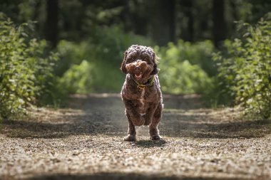 Kahverengi Sprockapoo köpeği - Springer Cocker Kaniş haçı - Her yerde sık ağaçlar olan ormanda deli gibi koşuyorum