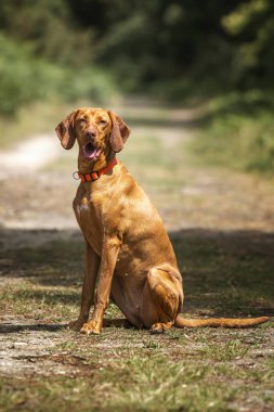 Sprizsla köpeği - açık renk fawn Vizsla Springer Spaniel - Windsor Büyük Parkı yakınlarındaki Ascot ormanında bir patikada oturuyor.