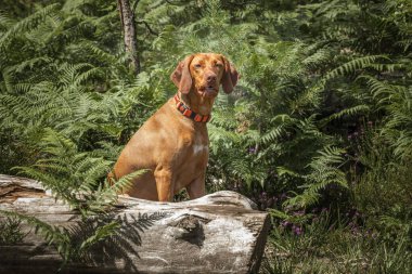 Sprizsla köpeği - açık renk fawn Vizsla Springer Spaniel devrilmiş bir ağacın arkasında karşıdan karşıya geçiyor.