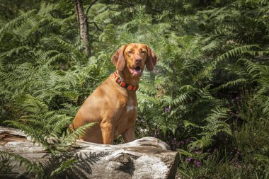 Sprizsla köpeği - açık renk fawn Vizsla Springer Spaniel ormanda ağaçların arkasında mutlu görünüyor. 