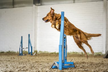 Köpekler iş başında - Golden Retriever çevikliği üzerinden atlıyor ve kapalı alanda bir engeli ortadan kaldırıyor