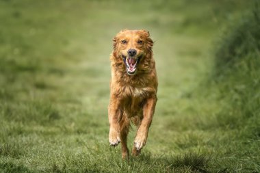 Köpekler yazın kameraya doğru koşan bir Golden Retriever ile hareket halindeler.