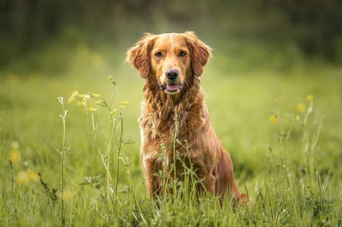 Golden Retriever yazın bir tarlada oturur ve kameraya bakar.