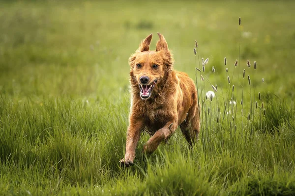 Köpekler Sahada Koşan Bir Golden Retriever Ile Savaşıyor — Stok fotoğraf