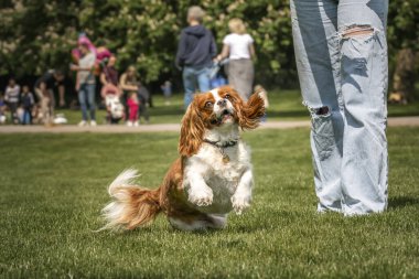 Kral Charles Cavalier Köpek, sahibinden deli gibi atlıyor.