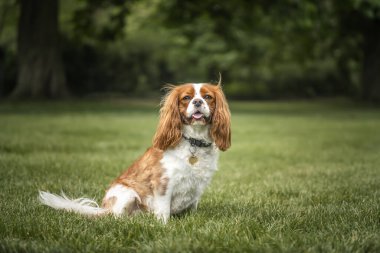 Kral Charles Cavalier Köpek yazın çimlerin üzerinde oturur ve kameraya bakar