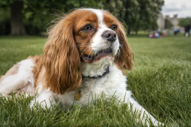 Kral Charles Cavalier Dog İngiltere 'de Windsor' da bir parkta yatıyor.