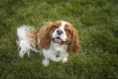 King Charles Cavalier Dog İngiltere 'deki bir çim tarlasından kameraya bakıyor.