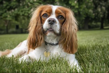 Kral Charles Cavalier Dog İngiltere 'de Windsor' da bir parkta yatıyor.