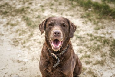 Kahverengi Labrador ormanda kameraya bakıyor ve Berkshire İngiltere 'sinde mutlu görünüyor.