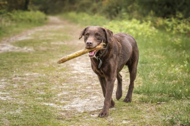 Kahverengi Labrador İngiltere 'de bir sopayla ormanda yürüyor.
