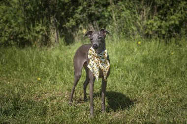 İtalyan Greyhound Dog. Bahar havasında papyonla çayırda duruyor.