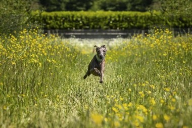 İtalyan Greyhound Dog. Sarı çiçekli bir çayırda koşuyor ve uçuyor. Kulakları ve pençeleriyle çok mutlu görünüyor.