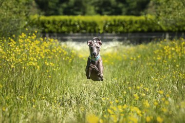 İtalyan Greyhound Dog. Sarı çiçekli bir çayırda koşuyor ve uçuyor. Kulakları ve pençeleriyle çok mutlu görünüyor.