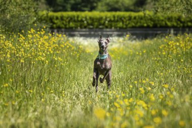 İtalyan Greyhound Dog. Sarı çiçekli bir çayırda koşuyor ve uçuyor. Kulakları ve pençeleriyle çok mutlu görünüyor.