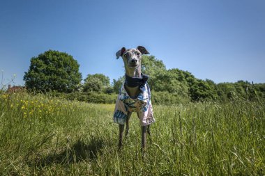 İtalyan Greyhound Dog - bahar havasında bir ceketle çayırda duruyor.