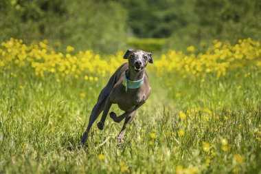 İtalyan Greyhound Dog. Sarı bahar çiçekleriyle bir çayırda soldan sağa koşuyor.