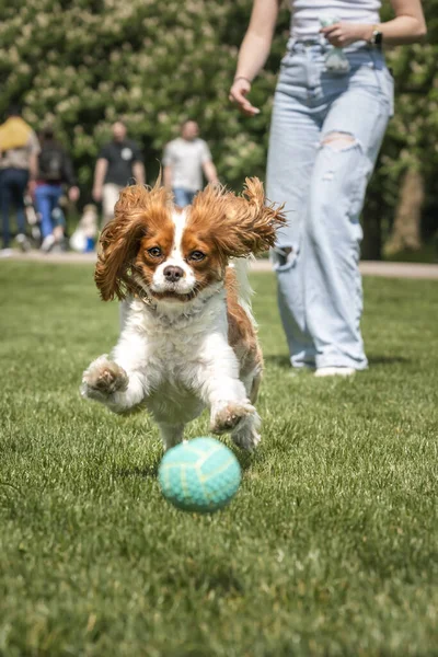 Kral Charles Cavalier Topun peşinden koşan Köpek sahibine karşı tüm pençe ve kulakları kapalı