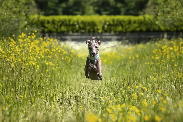 Italian Greyhound Dog Acción Corriendo Volando Prado Con Flores Amarillas Fotos de stock libres de derechos