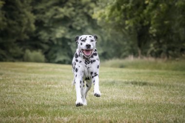 Dalmaçyalı köpek kameraya doğru koşuyor. Çok mutlu görünüyor.