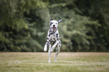 Genç Dalmaçyalı Köpek bir orman tarlasında koşuyor. Kameraya doğru. Pençeleri havada mutlu görünüyor.