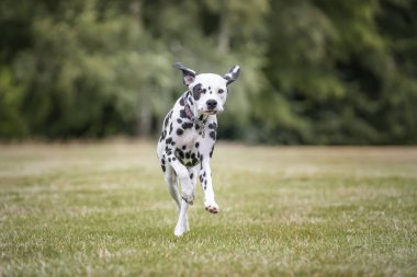 Genç Dalmaçyalı Köpek bir orman tarlasında kameraya doğru koşuyor.