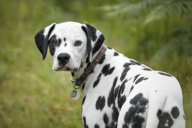 Genç Dalmaçyalı Köpek ayakta duruyor ve ormana yakın bir tarlada kameraya doğru bakıyor.