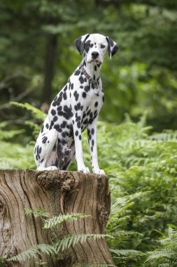 Genç Dalmaçyalı Köpek ormandaki ağaç kütüğünde oturuyor ve kameraya bakıyor.