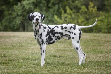 Genç Dalmaçyalı Köpek dikiliyor ve kameraya doğru bakıyor. Arkasında ağaçlar olan bir arazide.