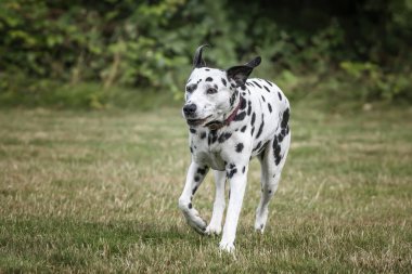 Dalmaçyalı Köpek bir tarlada siyah kulaklarla sağdan sola koşuyor.
