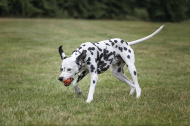Genç Dalmaçyalı Köpek topu ağzına sokup sağa sola koşuyor.