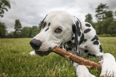 Genç Dalmaçyalı Köpek çimenlerde bir sopa çiğniyor.