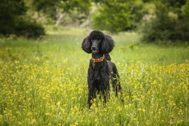 Yazın sarı çiçeklerle dolu bir çayırda duran Siyah Standart Kaniş