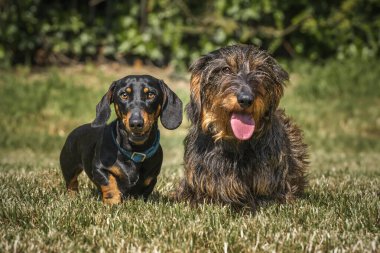 Uzun saçlı bir Dachshund ve siyah ve bronz bir Dachshund birlikte bir tarlada