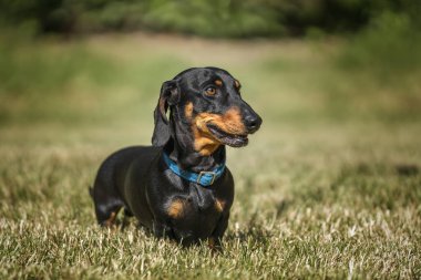 Siyah ve Tan Dachshund yazın yakınlaşıp sağa bakıyorlar.