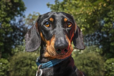 Siyah ve Tan Dachshund yazın ağaçlarla birlikte doğrudan kameraya bakarlar.