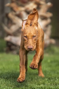 Vizsla yavru köpeği bahçedeki kameraya doğru koşuyor kulaklarıyla ve pençeleriyle eğleniyor.