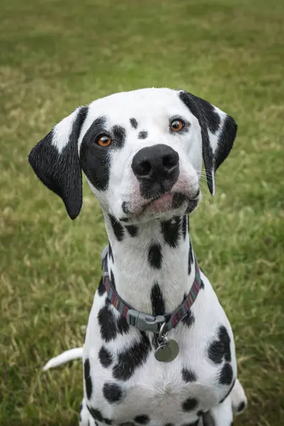 Genç Dalmaçyalı Köpek, tarlada kameraya merakla bakıyor.