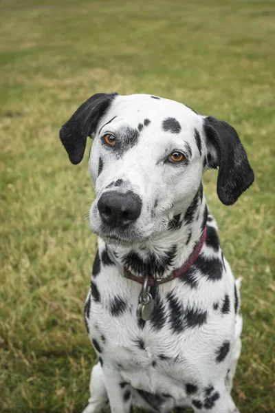 Dalmatian Dog sitting in a field looking curious with a slight head tilt up close