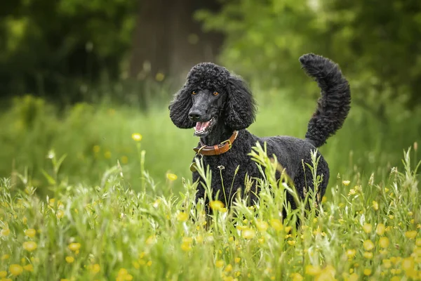 Black Standard Poodle standing in a meadow of yellow flowers with her tail up
