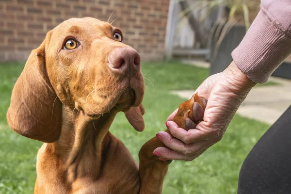 Vizsla puppy dog giving paw in the garden to her lady owner