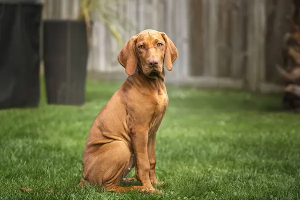 Vizsla köpeği bahçede oturan kameraya bakıyor.